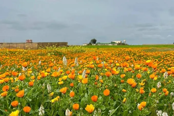 Maroc au printemps : un champ de soucis sauvages en fleur